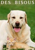 Chien et chat : tendres bisous d'amour